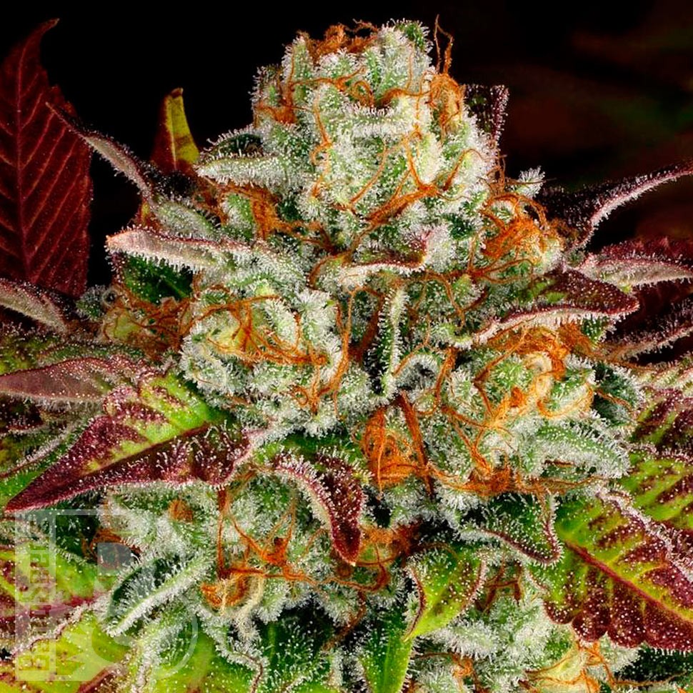 Семена конопли  Mintz feminised Ganja Seeds
