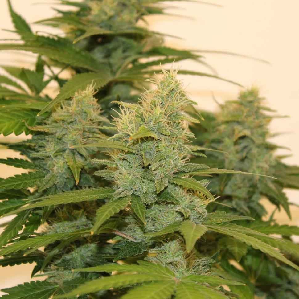 Семена марихуаны  Auto Roadrunner regular Ganja Seeds