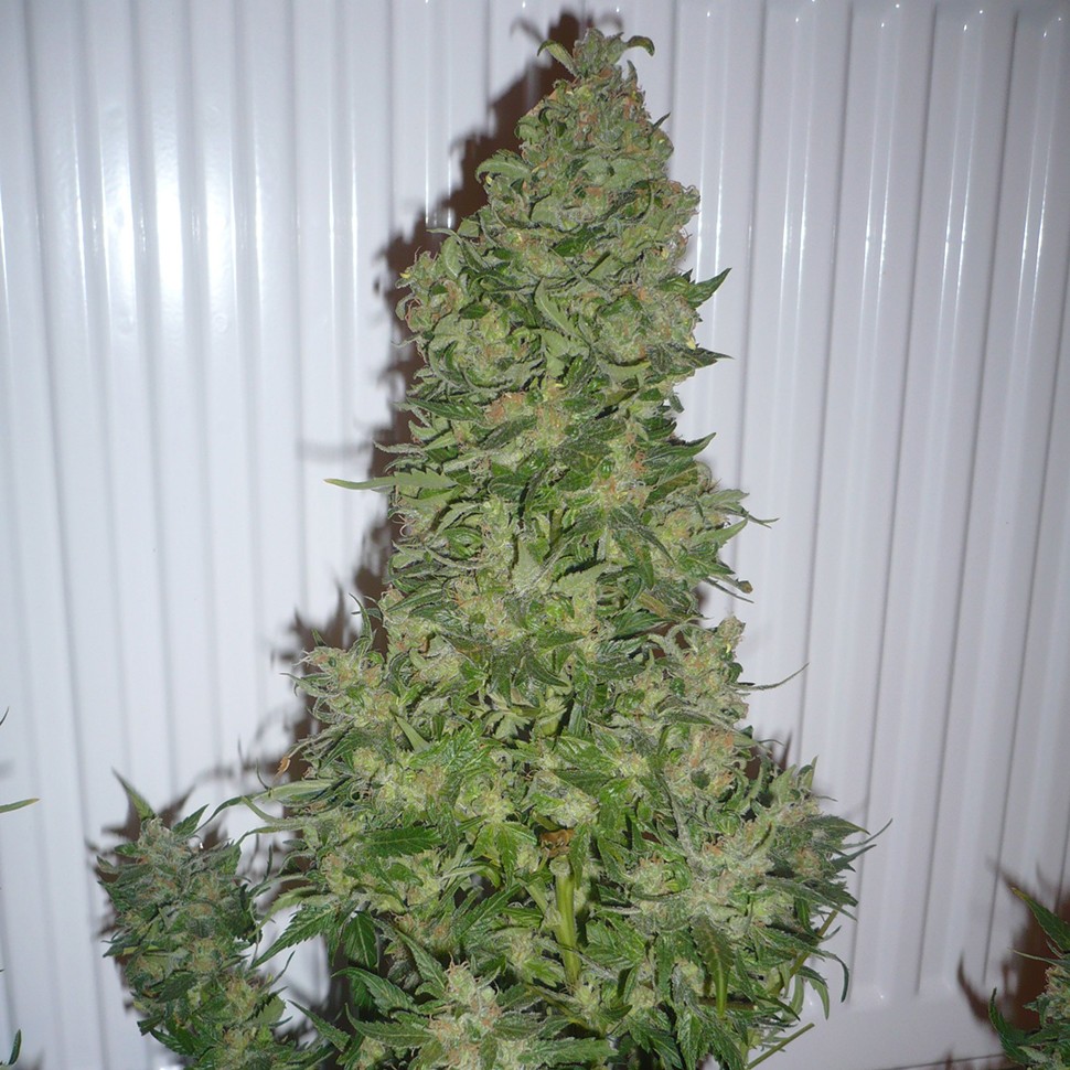 Семена конопли AK feminised Ganja Seeds