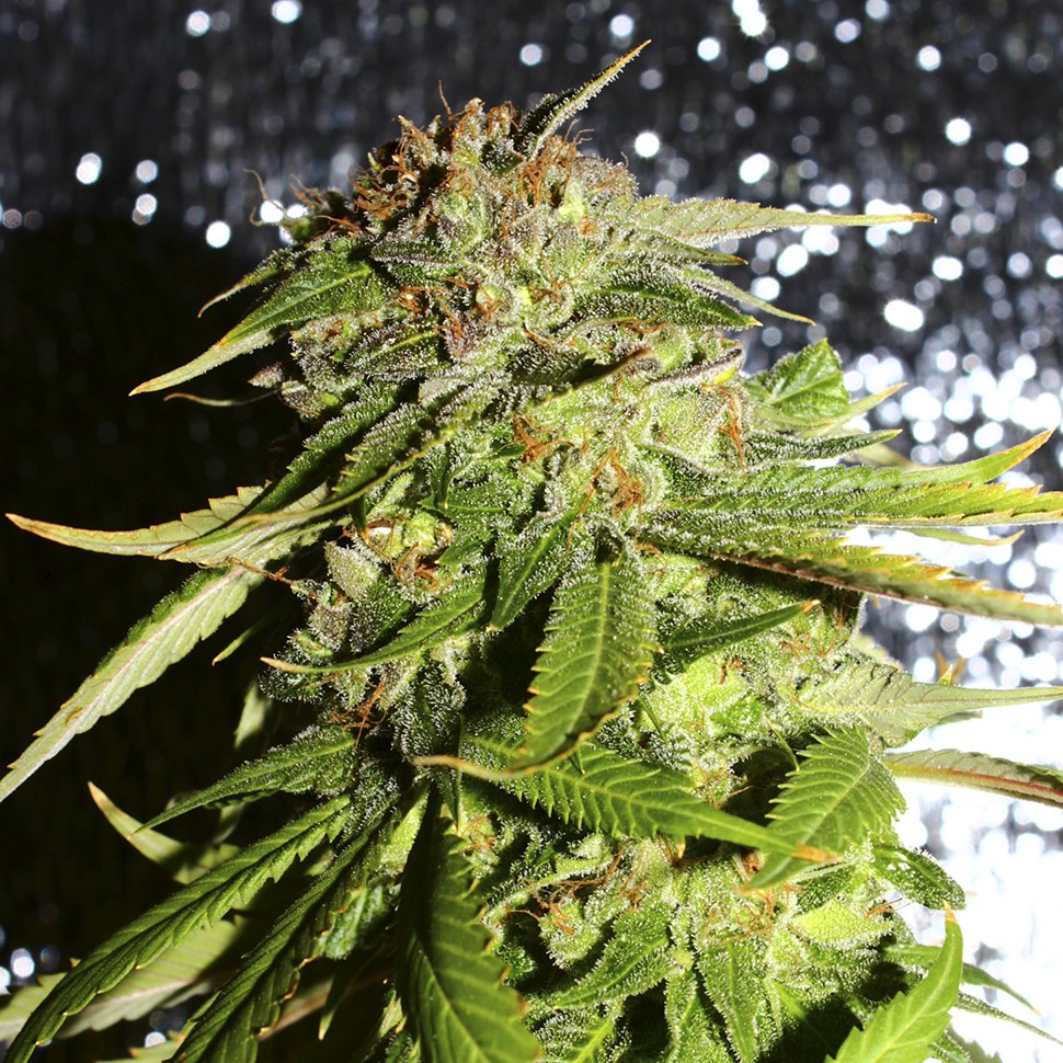 Семена конопли Afghani #1 feminised Ganja Seeds