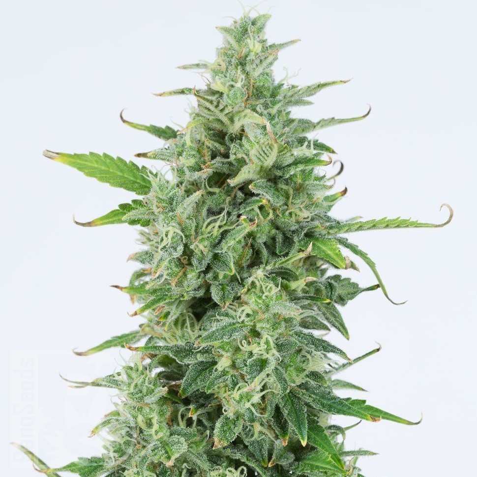 Семена марихуаны Chuy Valley feminised Bang Seeds