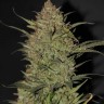 Семена марихуаны  Chuy Valley feminised Bang Seeds