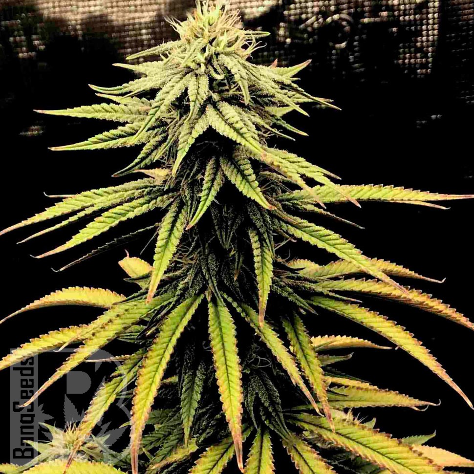 Семена  Swiss Chocolate CBD feminised Ganja Seeds