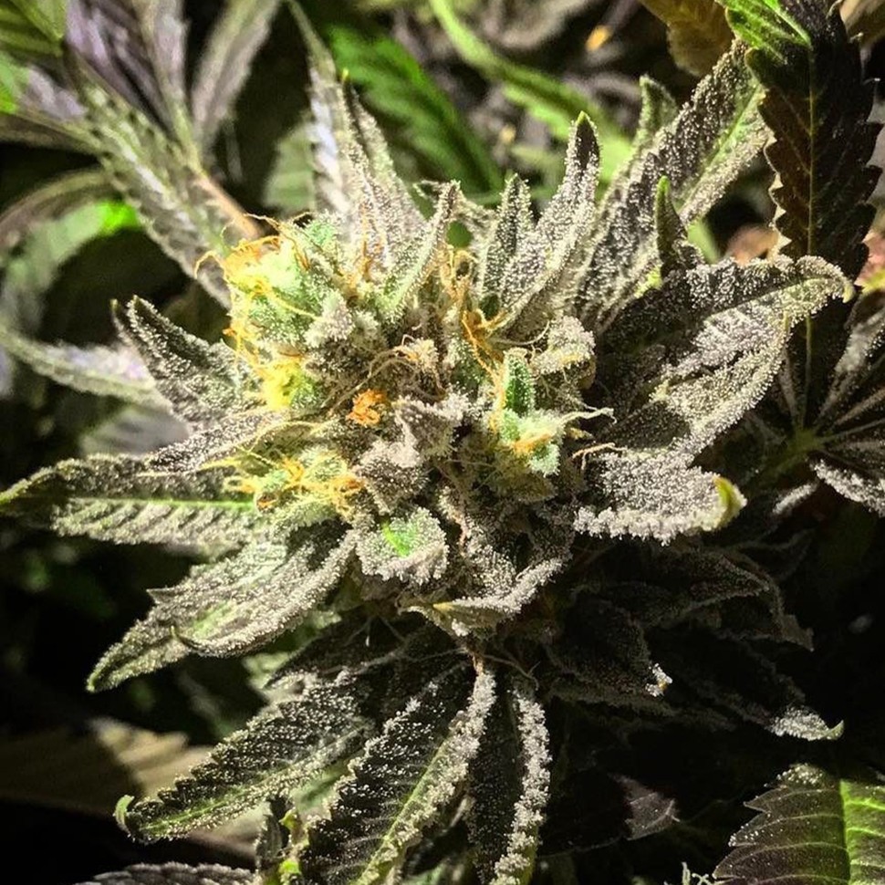 Семена ганжа Bubbleberry feminised Ganja Seeds