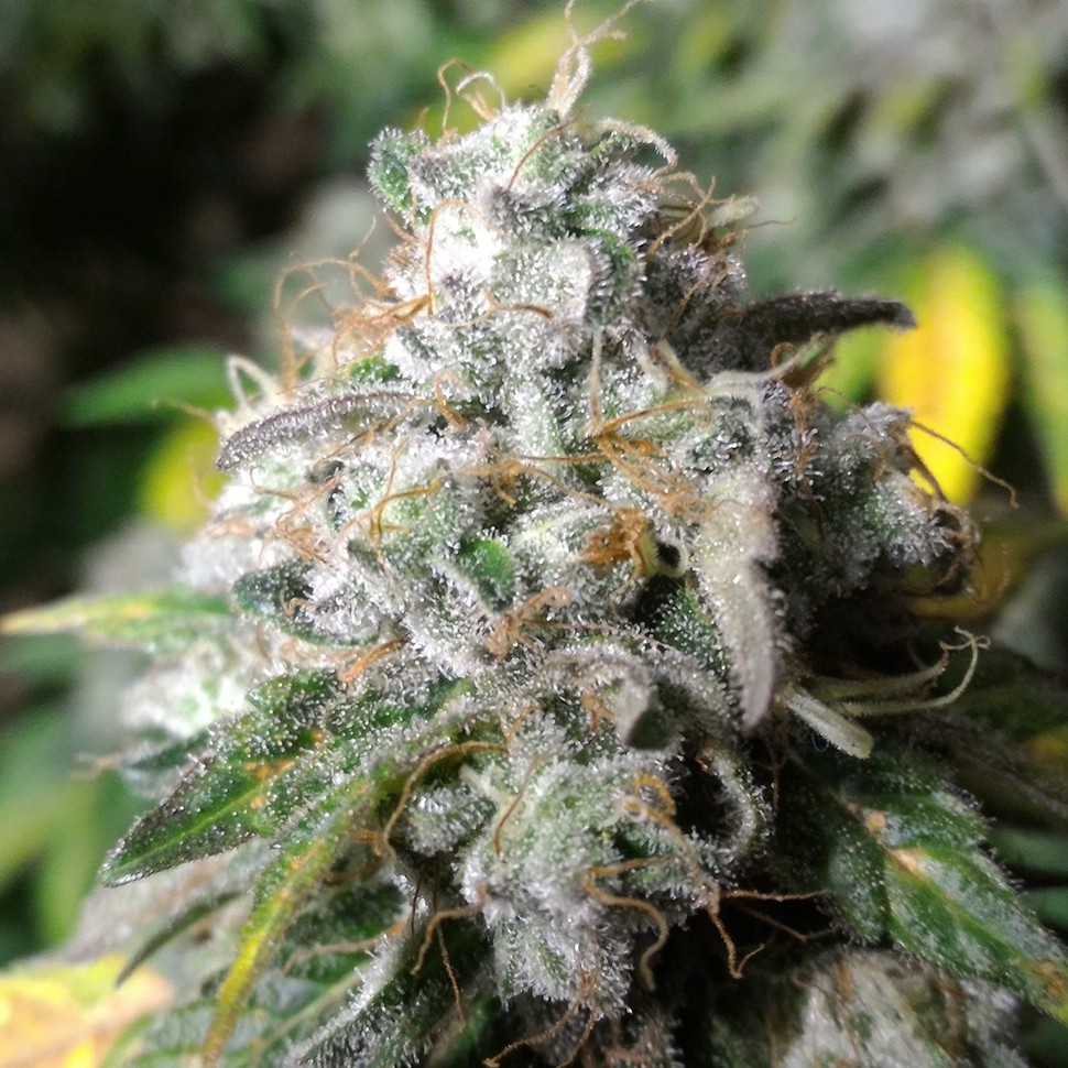 Семена конопли Erlik feminised Bang Seeds