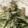 Семена конопли  Erlik feminised Bang Seeds