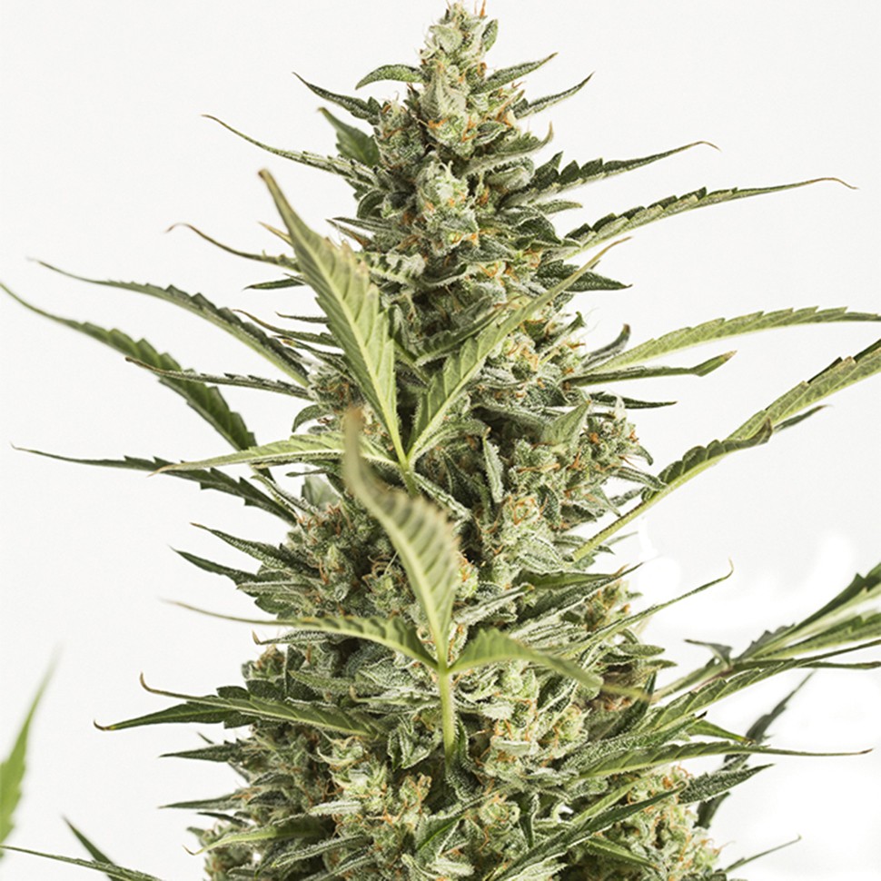 Семена каннабиса  Auto Critical Jack feminised Ganja Seeds
