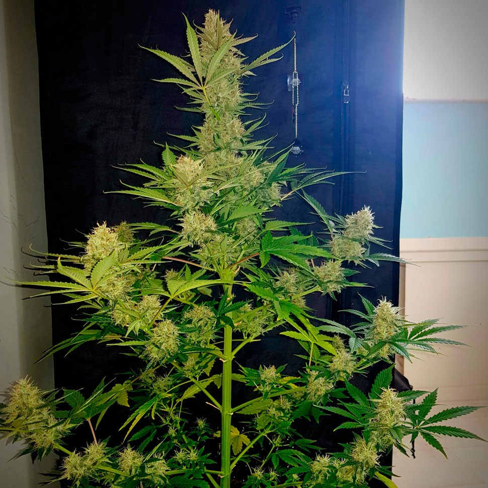 Семена Auto Glueberry O.G. feminised Ganja Seeds
