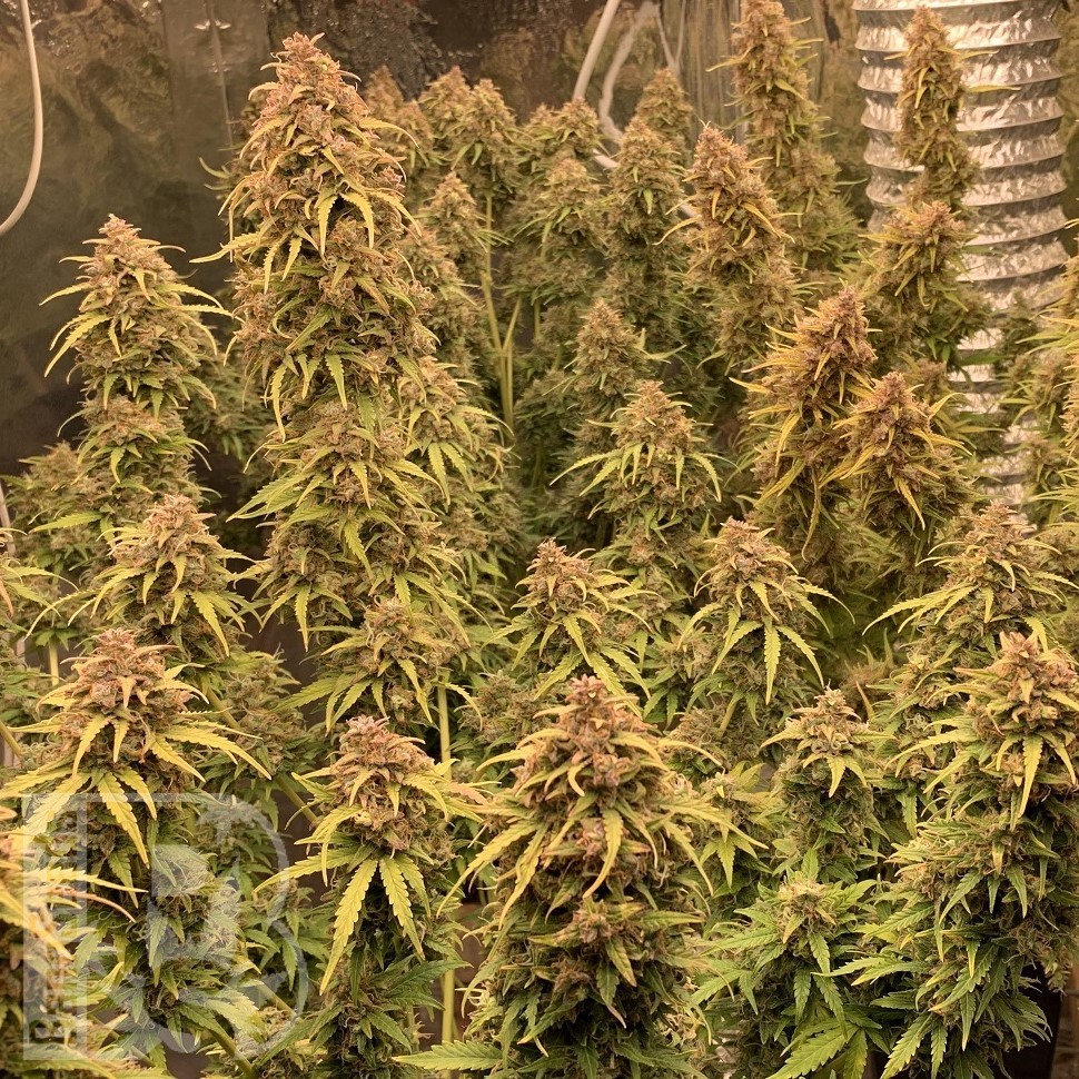 Семена конопли Irbis feminised Bang Seeds