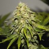 Семена конопли  Auto Skunk feminised Ganja Seeds