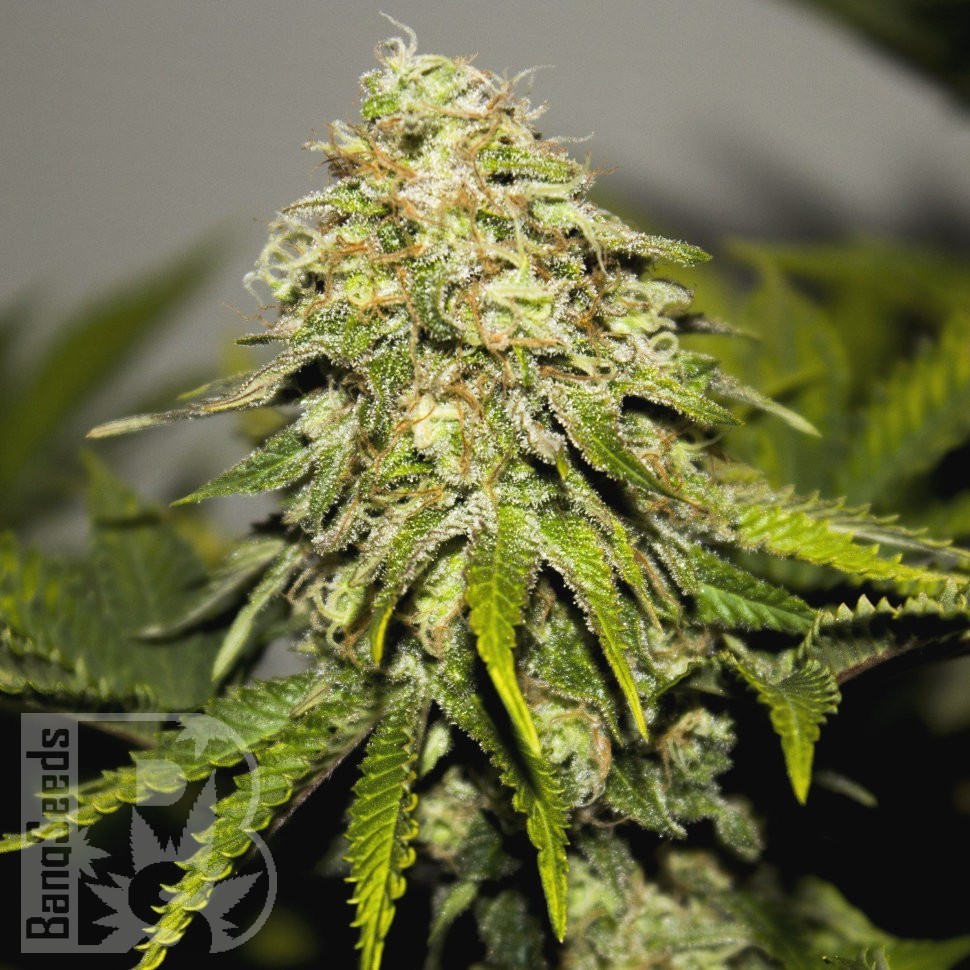 Семена конопли Auto Skunk feminised Ganja Seeds