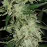 Семена конопли  Auto Skunk feminised Ganja Seeds