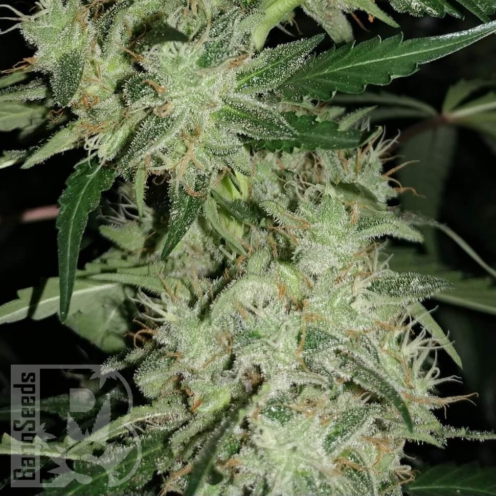 Семена конопли  Auto Skunk feminised Ganja Seeds