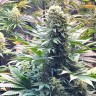 Семена  Banana Punch feminised Ganja Seeds