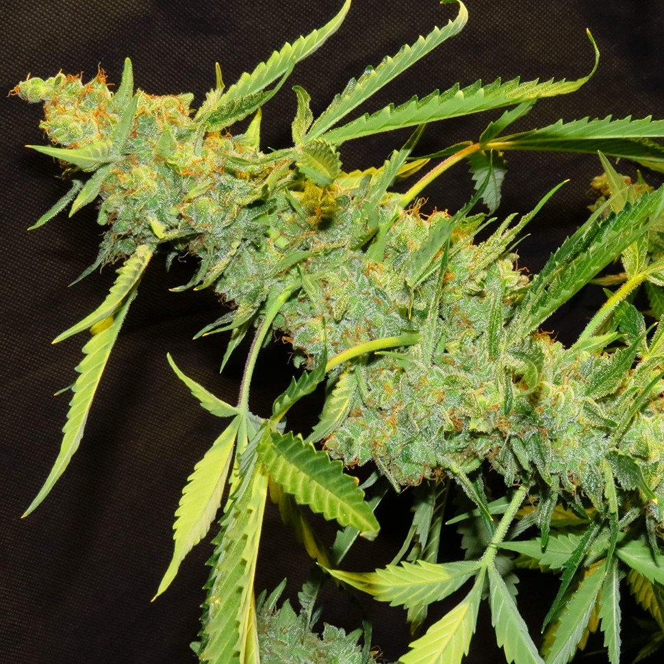 Семена марихуаны  Auto Northern Lights x White Widow feminised Ganja Seeds