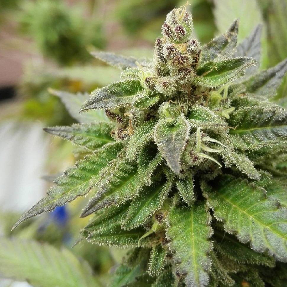 Семена ганжа Ladyburn 1974 feminised Ganja Seeds