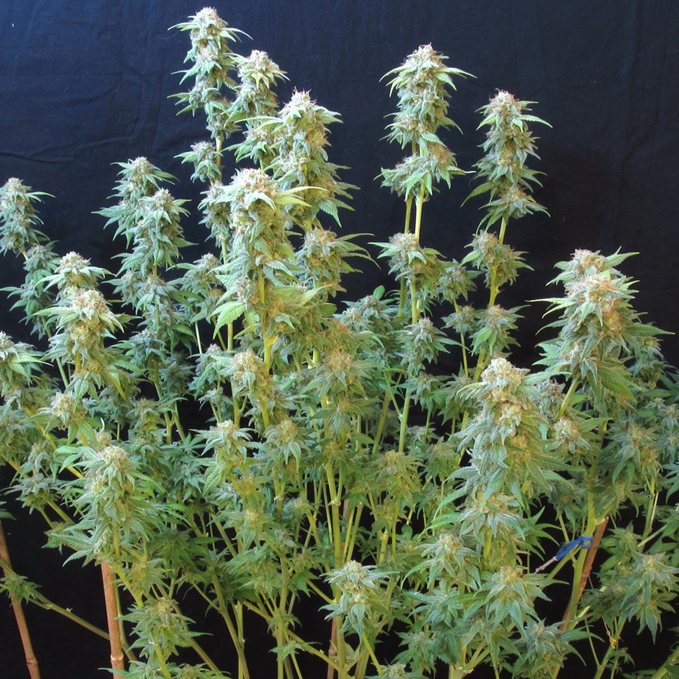 Семена Irtysh feminised Bang Seeds