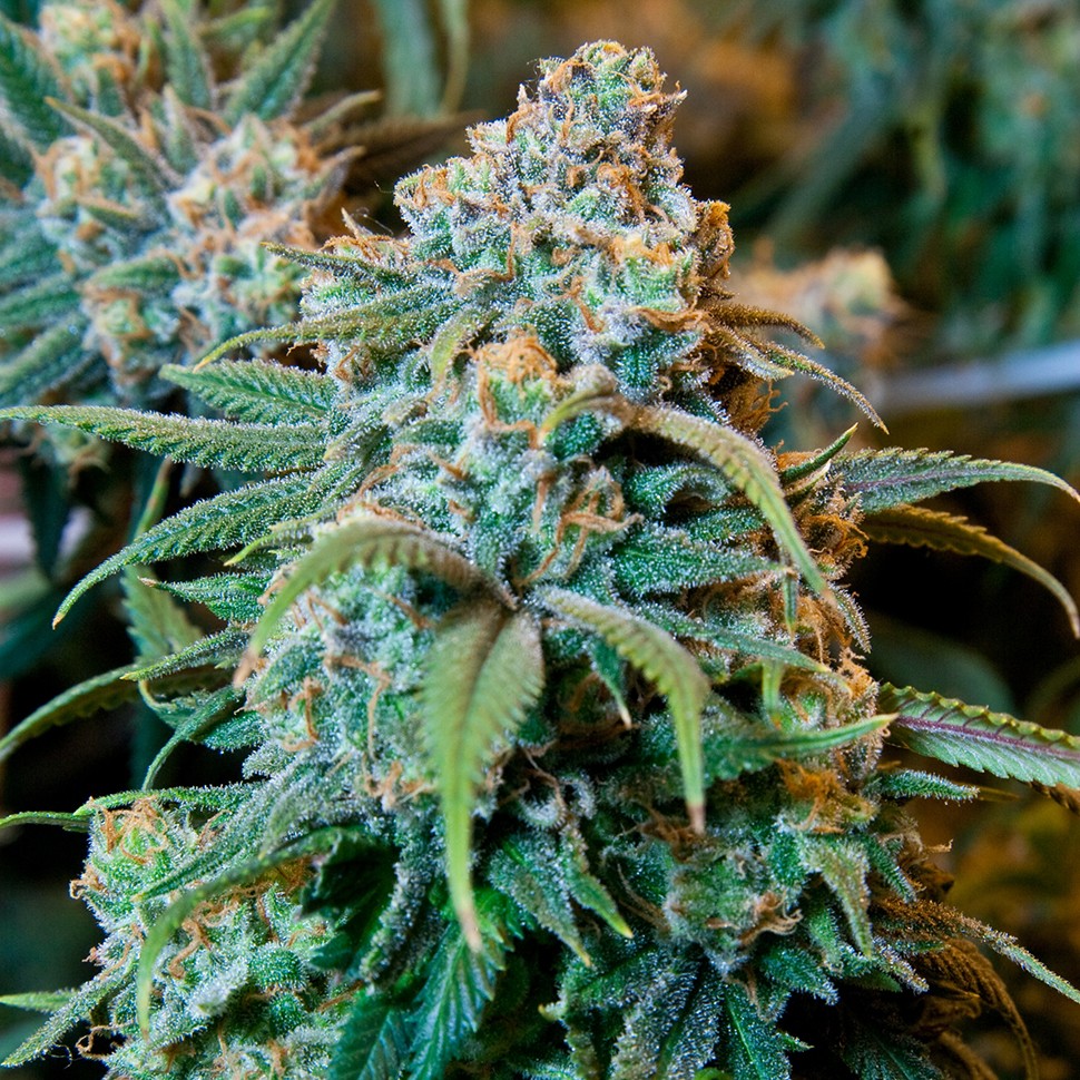 Семена каннабиса  Auto Opium feminised Ganja Seeds