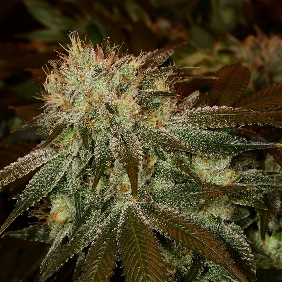 Семена Cheese feminised Ganja Seeds