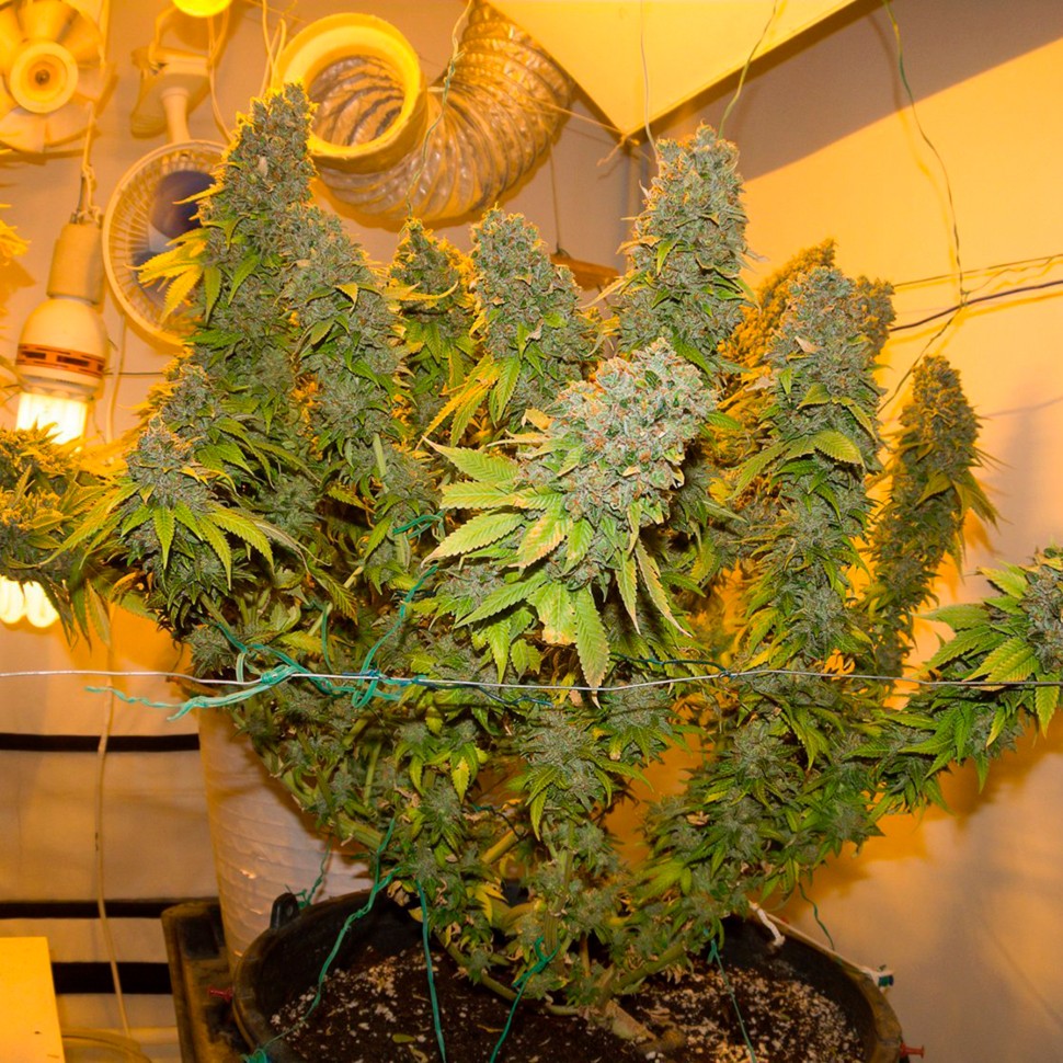 Семена каннабиса  Blue Gelato 41 feminised Ganja Seeds