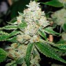 Семена марихуаны  Hell's Angel OG feminised Ganja Seeds