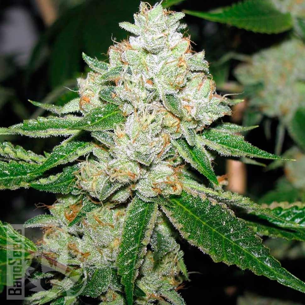 Семена марихуаны  Hell's Angel OG feminised Ganja Seeds
