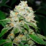 Семена марихуаны  Hell's Angel OG feminised Ganja Seeds