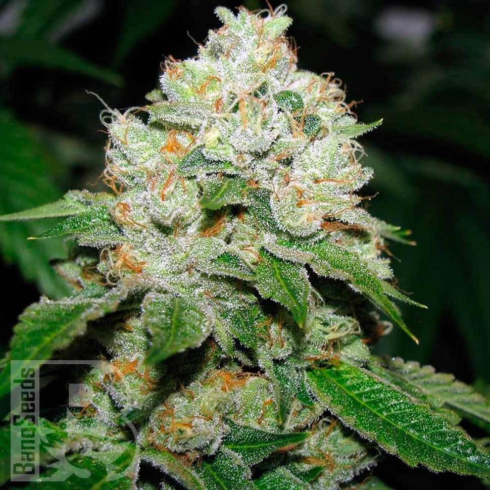 Семена марихуаны  Hell's Angel OG feminised Ganja Seeds