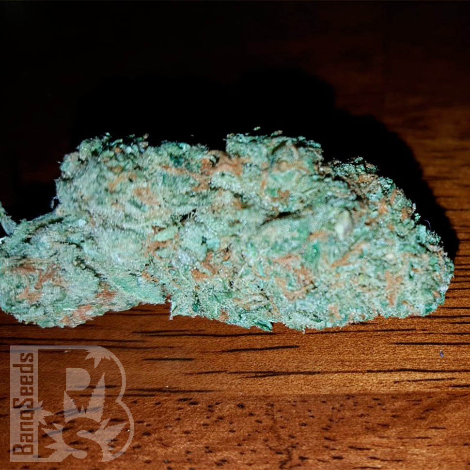 Семена марихуаны  Hell's Angel OG feminised Ganja Seeds