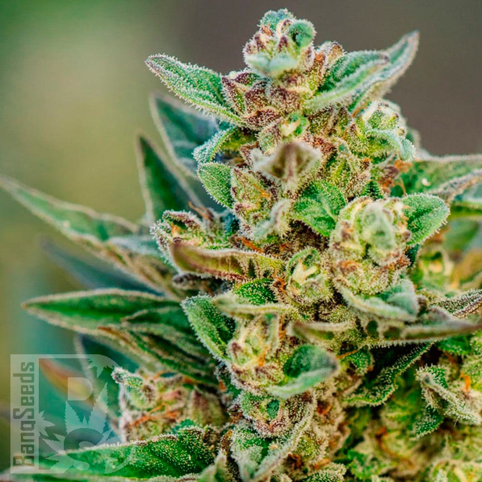 Семена марихуаны  Hell's Angel OG feminised Ganja Seeds