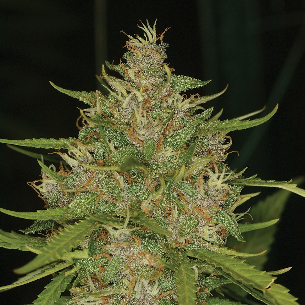 Семена марихуаны Chill OM feminised Ganja Seeds