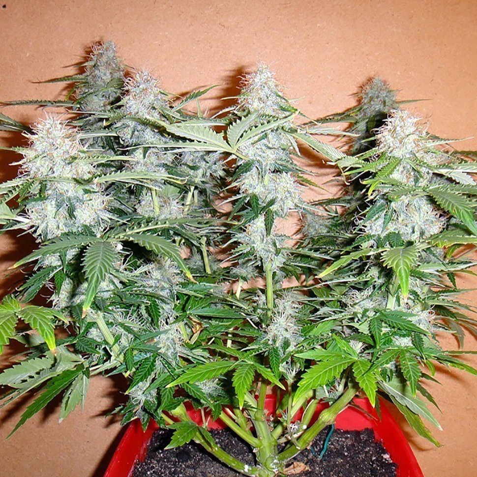 Семена каннабиса Auto Alakol feminised Bang Seeds