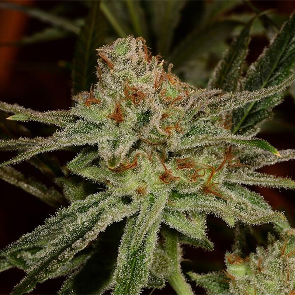 Семена марихуаны  Karakum feminised Bang Seeds