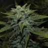Семена марихуаны  Karakum feminised Bang Seeds