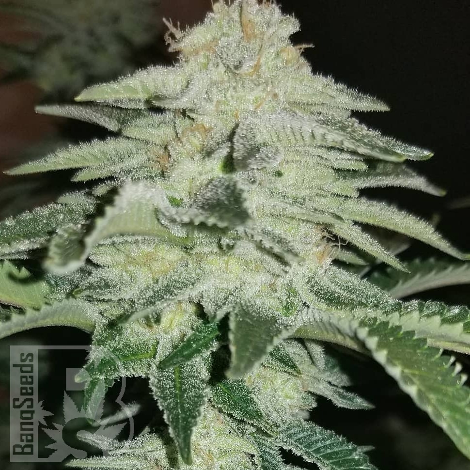 Семена марихуаны  Karakum feminised Bang Seeds