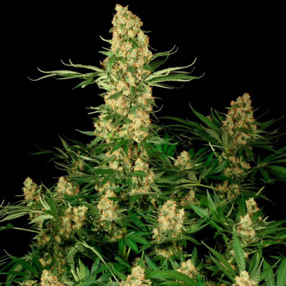 Семена ганжа  Wappa feminised Ganja Seeds