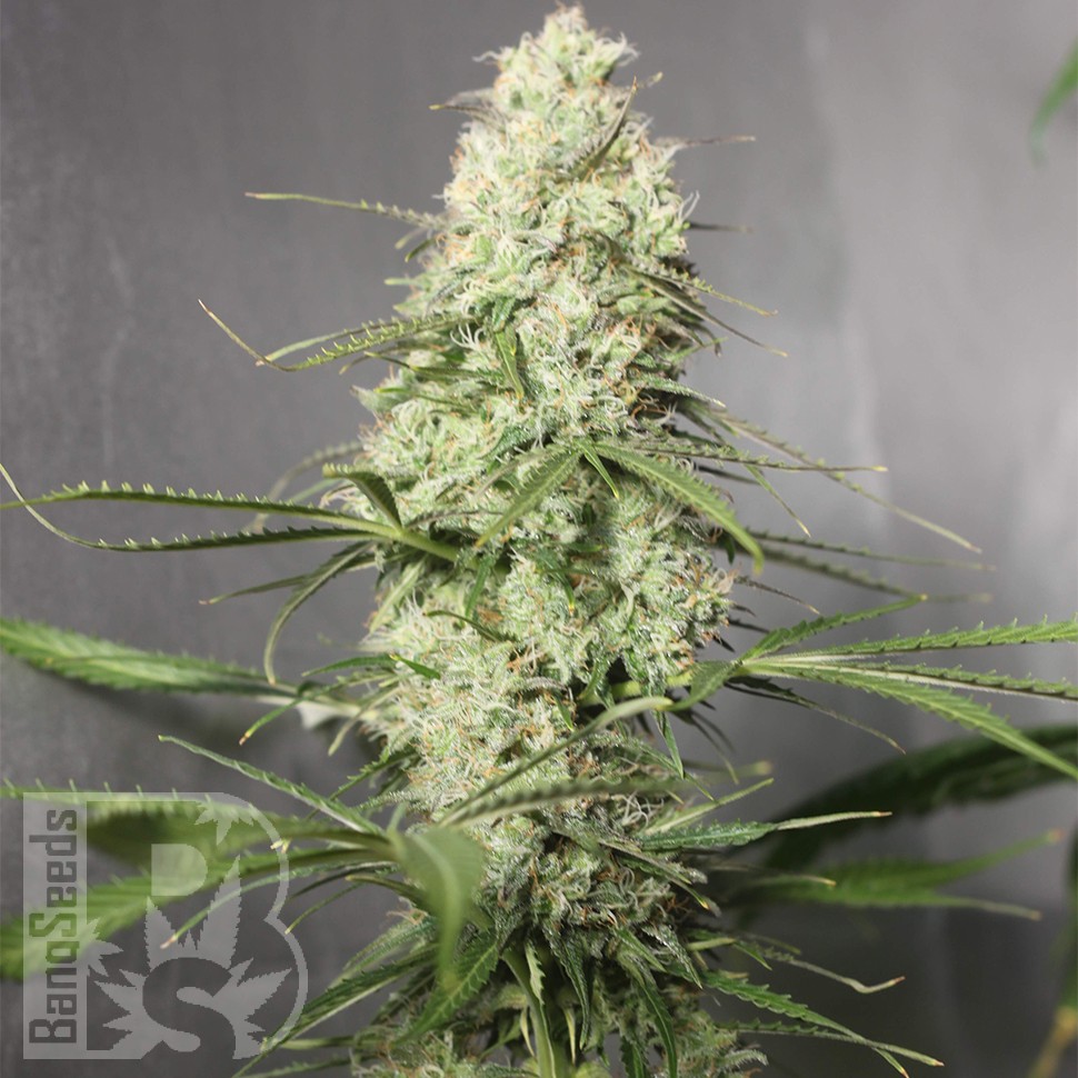Семена марихуаны  Auto Green Crack CBD feminised Ganja Seeds
