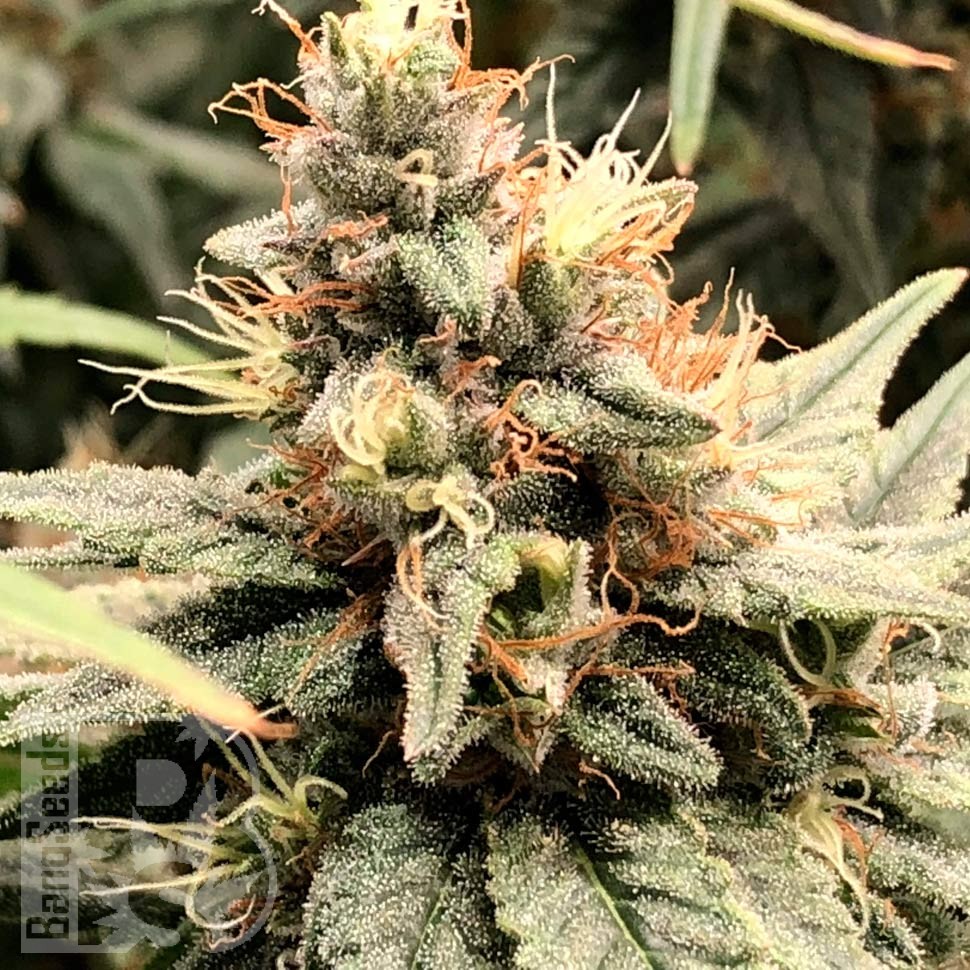 Семена Семена Mandarine feminised Ganja Seeds
