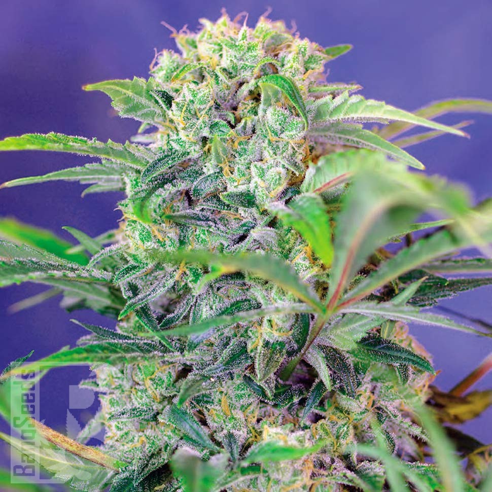 Семена  Семена Mandarine feminised Ganja Seeds