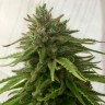 Семена  Семена Mandarine feminised Ganja Seeds
