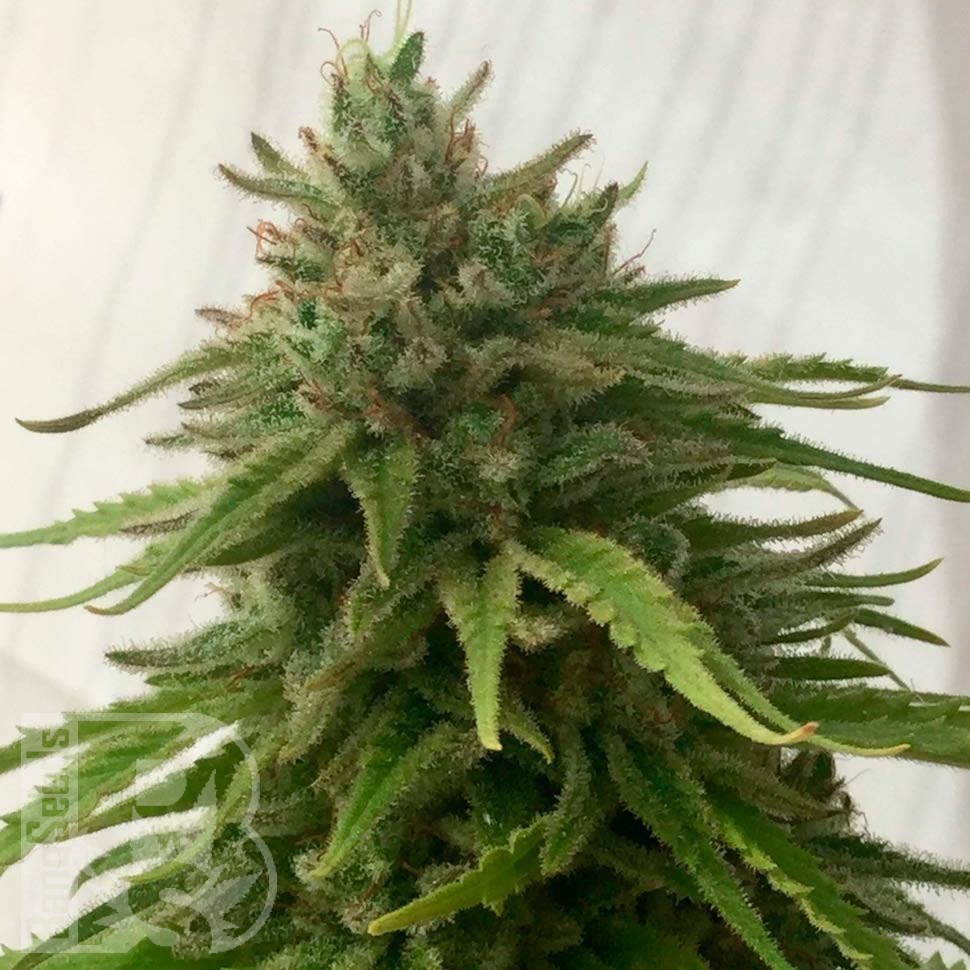 Семена  Семена Mandarine feminised Ganja Seeds