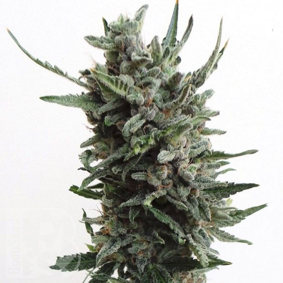 Семена ганжа Water Lilly feminised Ganja Seeds