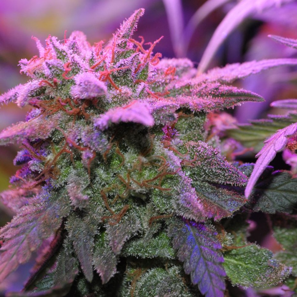 Семена каннабиса Critical Sensi Star feminised Ganja Seeds