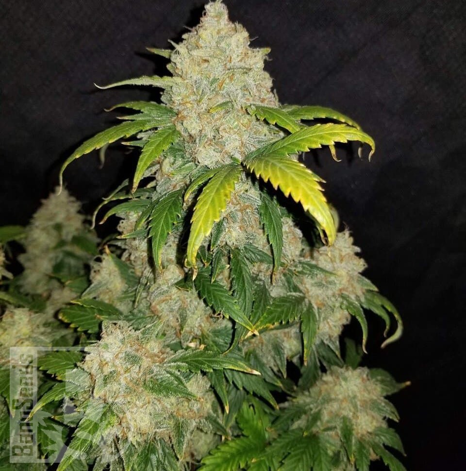 Семена Auto Altay feminised Bang Seeds