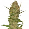 Семена ганжа  Karasora feminised Bang Seeds