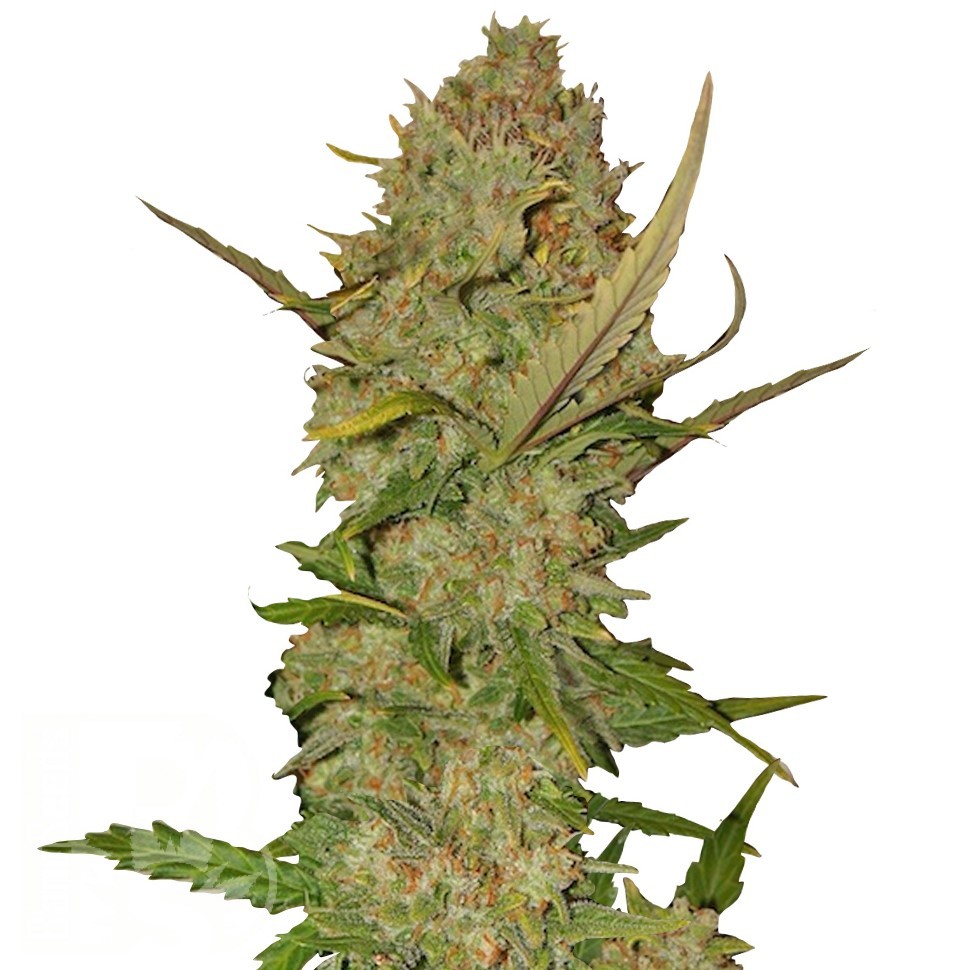 Семена ганжа Karasora feminised Bang Seeds