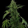 Семена ганжа  Karasora feminised Bang Seeds