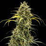 Семена ганжа  Karasora feminised Bang Seeds