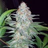 Семена ганжа  Karasora feminised Bang Seeds