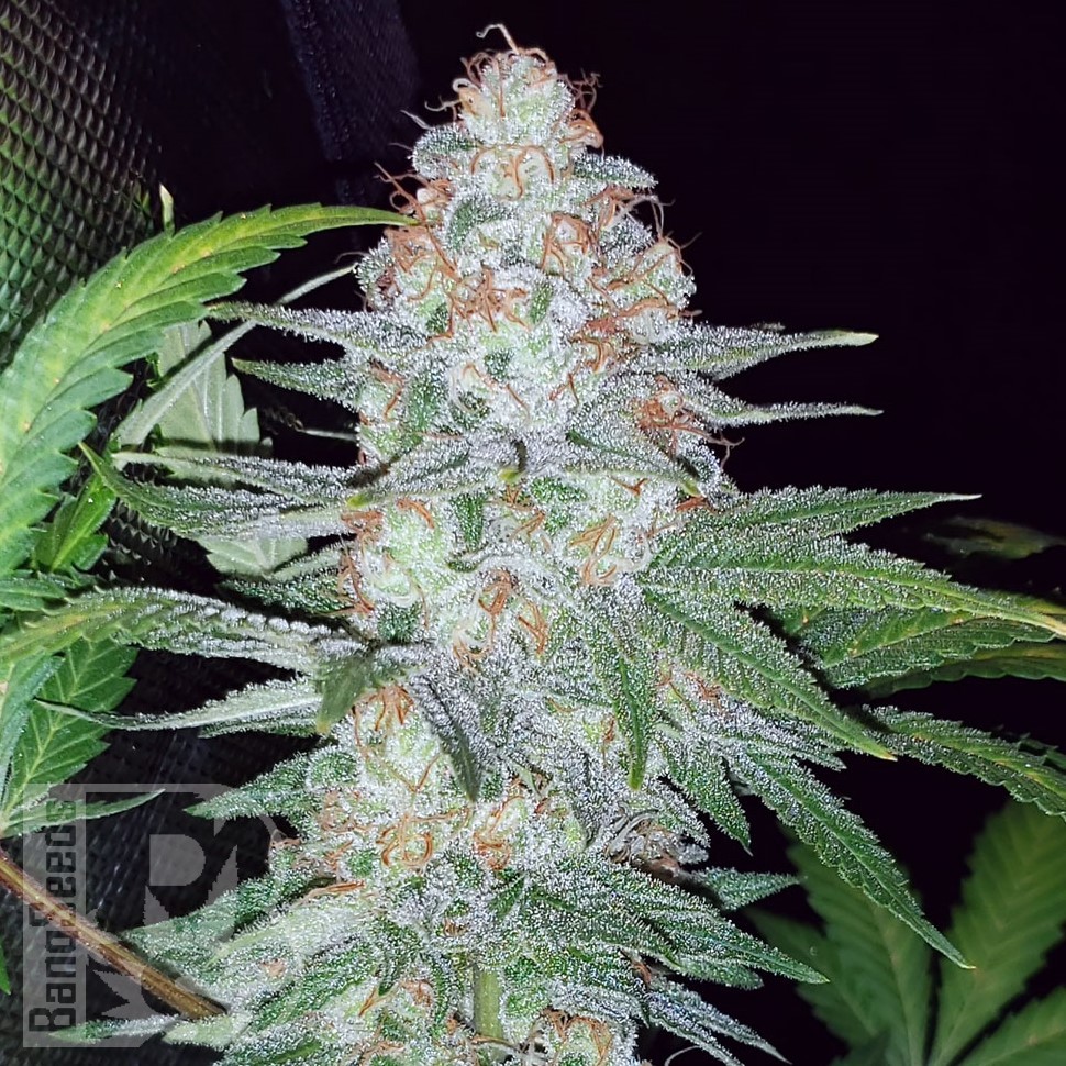Семена ганжа  Karasora feminised Bang Seeds